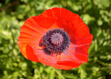 Oriental Poppy Papaver orientaleの写真素材