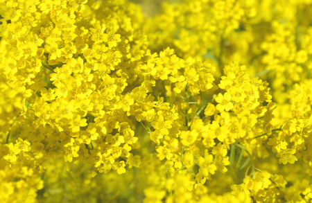 Goldentuft Alyssum flowers. Gold flower blossoms - Aurinia Saxatilisの写真素材