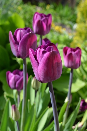 Purple tulip on a green backgroundの写真素材