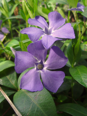 Periwinkle Vinca blue spring flowers in the forestの写真素材
