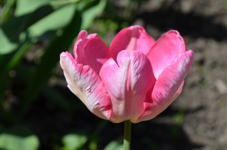 Pink tulip on green backgroundの写真素材
