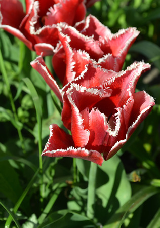 Red fringed tulip in the garden. Blooming spring flower tulipの写真素材