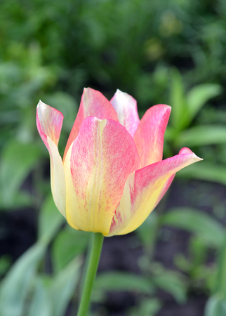 Pink and yellow tulip flower. Closeup color beautiful nature green background.の写真素材