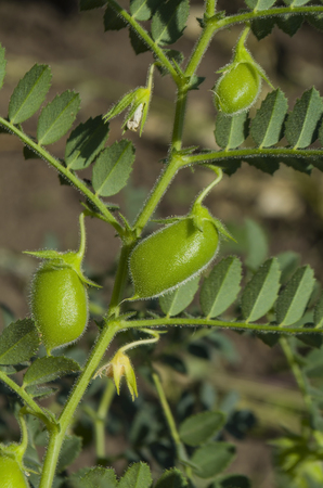 Lentil plant Lens culinarisの写真素材