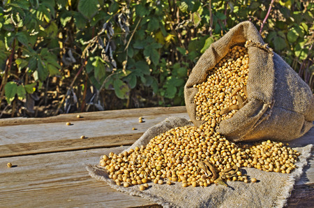 Soybean in  bag  setup on wooden table. Empty spaceの写真素材