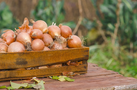   Yellow onion in the wooden box on the tableの写真素材