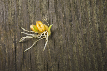 Sprouted wheat fresh seeds on wooden boardの写真素材