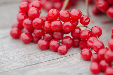 Viburnum berries  on wooden background. Guelder rose berriesの写真素材