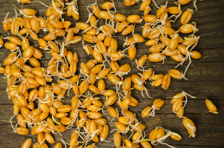 Sprouted raw wheat seeds on wooden boardの写真素材