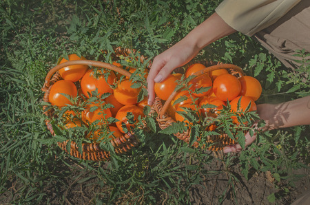  Farmer picking  tomatoes from his garden and putting tomatoes in basket. Gardener in harvest. の写真素材
