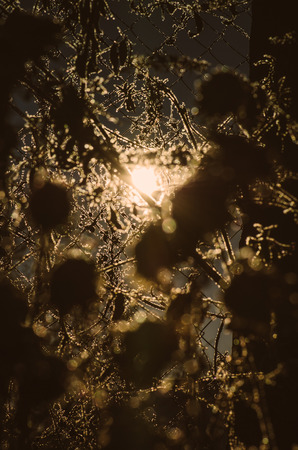 Frozen ice covered flower. Winter scene with frozenned plantの写真素材