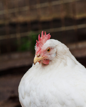 Portrait of a white chicken outdoor. White hen  closeの写真素材