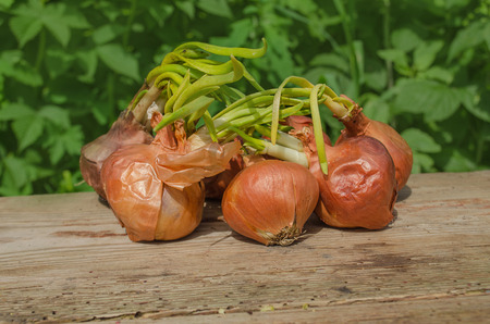 Onion bulb on wooden background. Onions at the end of storage life, beginning to sprout.の写真素材