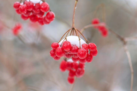 Branch of red viburnum in the garden