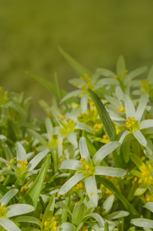 Yellow Gagea lutea  flower blossom. Yellow Star of Bethlehemの写真素材