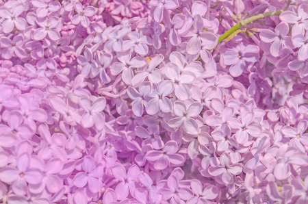 Lilac spring background. Closeup beautiful lilac. Macro image of  lilac violet flowers.の写真素材