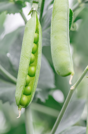 Peas growing on the farm. Pea pods are ripeの写真素材