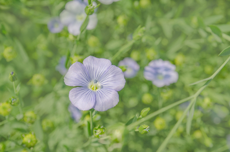 Flowers of flax austriacum. Linum usitatissimum flower. A flower bed with blue decorative linenの写真素材