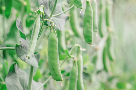 Fresh green pea pods.  Pods of peas on a stalkの写真素材