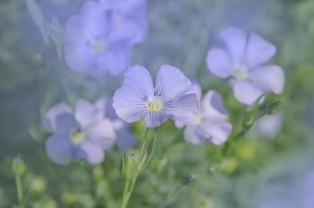 Wild blue flax background. Flax field  floweringの写真素材