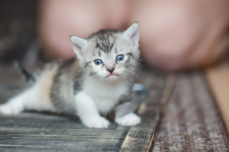 Little cat at home.  The kitten sits on a carpetの写真素材
