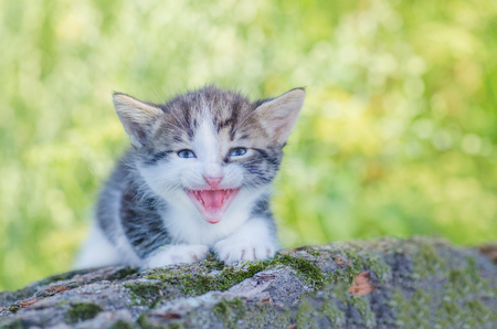 Meowing kitten  sitting in flowers. Cute little meowing kitten in the gardenの写真素材