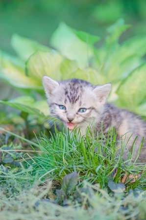 Cute little meowing kitten in the garden. Adorable meowing kitten outdoorsの写真素材