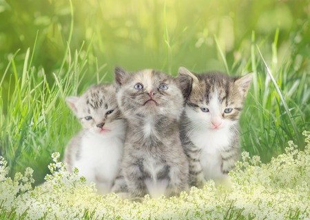 Portrait of cat. Cute kitten with sweet bokeh background.