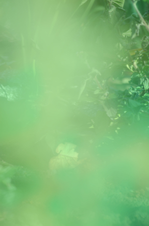 Fresh green bio background. Copyspace for your text or advertisment. Nature blur greenery leaf bokehの写真素材