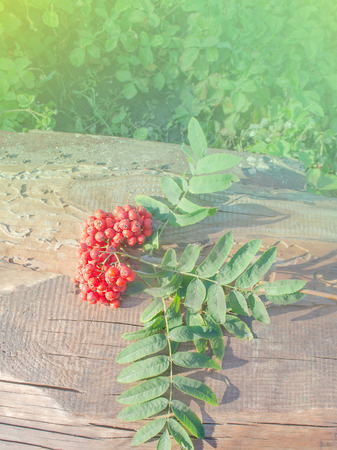 Red rowan  branch on wooden background. Colorful autumn backgroundの写真素材