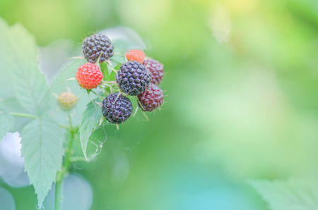 Growing organic blackberries. Blackberries bushes and branches on green leaves background.の写真素材