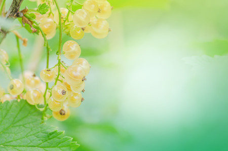 White currant growing on the brunch in the gardenの写真素材