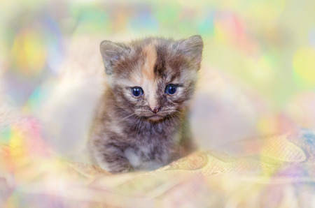 Cute little  kitten is sitting on carpet.  Small kitten on carpetの写真素材