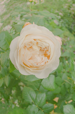 Bush of beautiful roses in a garden. Beautiful white rose flowerの写真素材