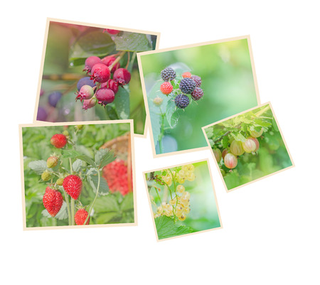 Collection with different  berries. Healthy food background. Collage of fresh fruit images. Collage...