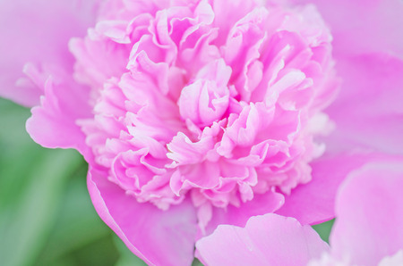Peonies lovely background. Beautiful pink peonies. Paeonia officinalis  flower. Bouquet of fresh pink peoniesの写真素材