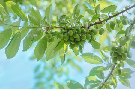 Unripe plum tree. Branch with green plums in a garden. Green organic plumの写真素材