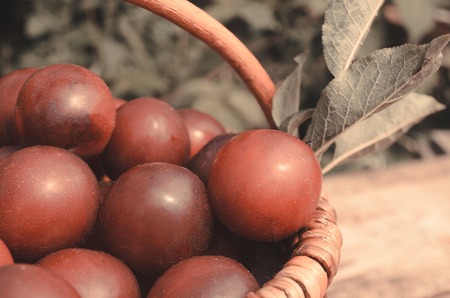 Ripe juicy plums in basket. Red  plums in the garden on nature background toningの写真素材