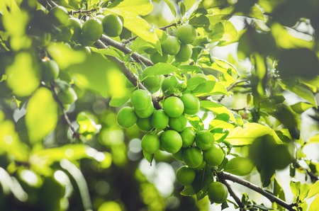 Unripe plum tree. Branch with green plums in a garden. Green organic plumの写真素材