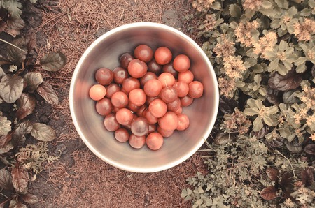 Ripe juicy plums in bowl. Blue and violet plums in the garden on nature background toningの写真素材