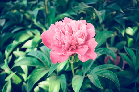 Red peonies in the garden. Red peony macro photo. Burgundy peony flowerの写真素材