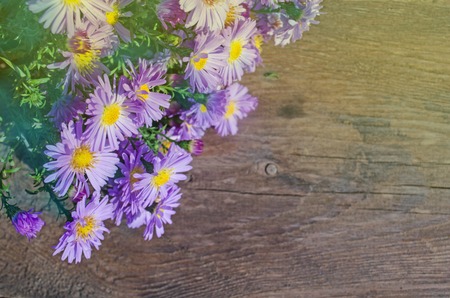 Bushes blooming Aster amellus. Aster alpinus flowers on a wooden table
