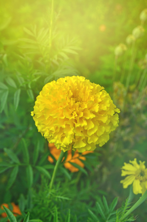 Marigold in the garden.Tagetes erecta or Mexican marigold. Marigolds flower with sun lightの写真素材