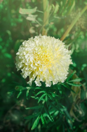 White pastel marigold in the garden. Marigold flower in white tone. White tagetes  growingの写真素材