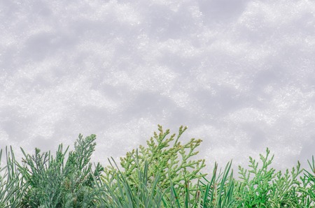 Christmas fir tree frame background. Fir branch on the background of natural snow.