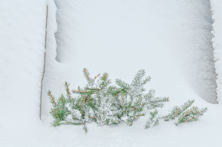 Fir tree branch with fresh snow.  Fir branch on the background of natural snow.の写真素材