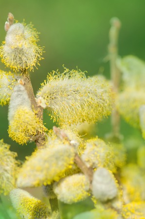 Spring willow branches. Pussy willow's twigs. Spring willow tree in bloomの写真素材