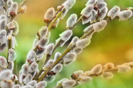 Spring willow tree. Willow twigs with catkins