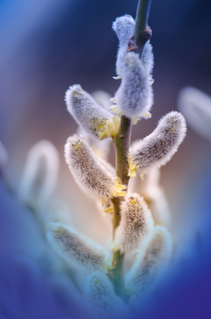 Pussy willow tree blooming on out of focus on blue backgroundの写真素材