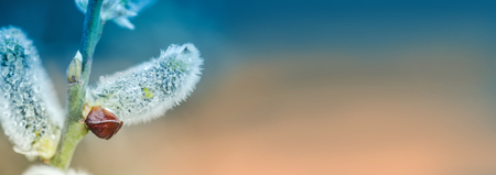 Pussy willow flowers branches banner. Pussy willows flower on blue sky background with copy space 
